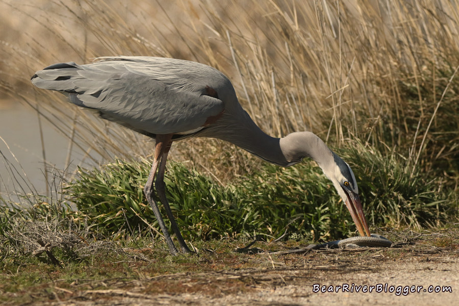 a great blue heron trying to subdue a garter snake on the bear river migratory bird refuge auto tour route