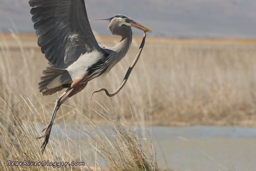 a great blue heron flying with a garter snake in its beak.