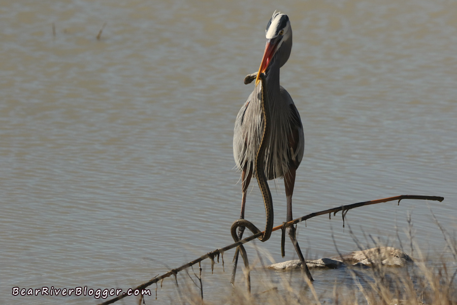 great blue heron trying to eat a garter snake that was wrapping its body around a stick.