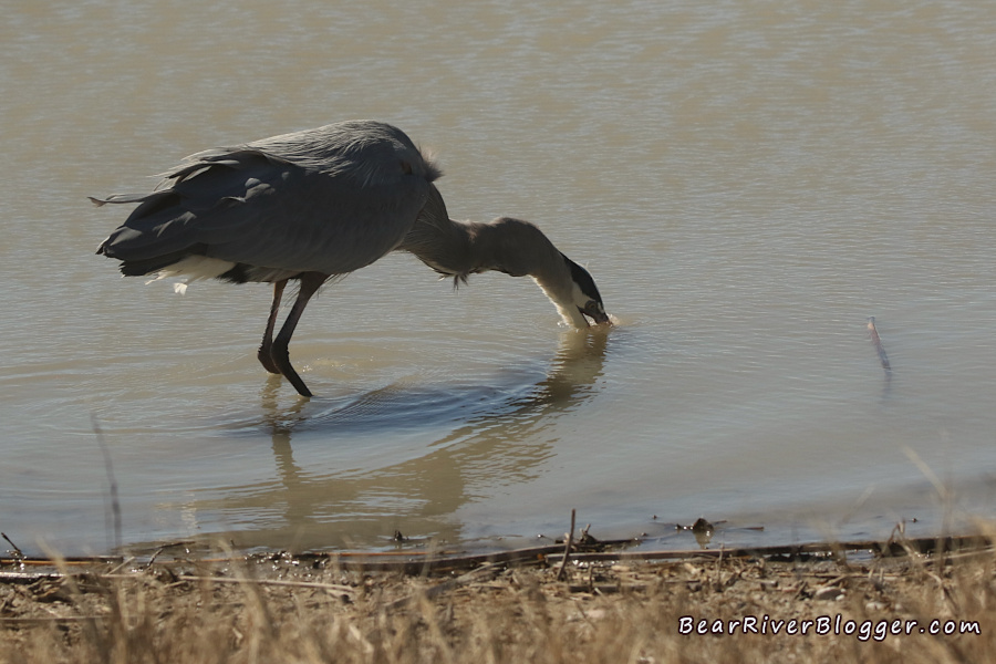 a great blue heron taking a drink of water after just eating a garter snake on the bear river migratory bird refuge