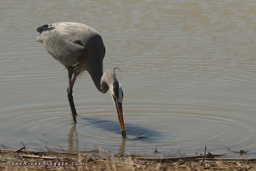 a great blue heron dunking a garter snake it had just caught in the water before swallowing it.
