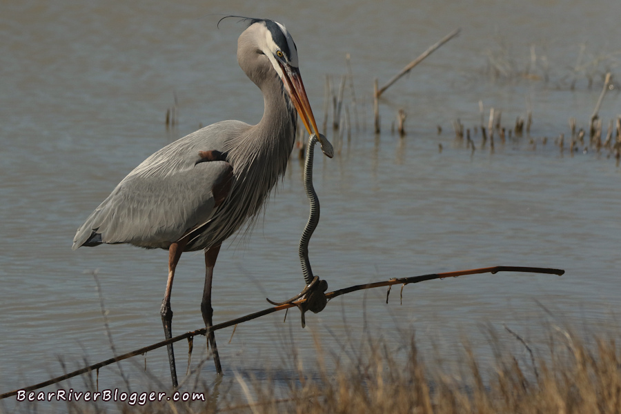 a garter snake with its body wrapped around a stick as a great blue heron is trying to swallow it