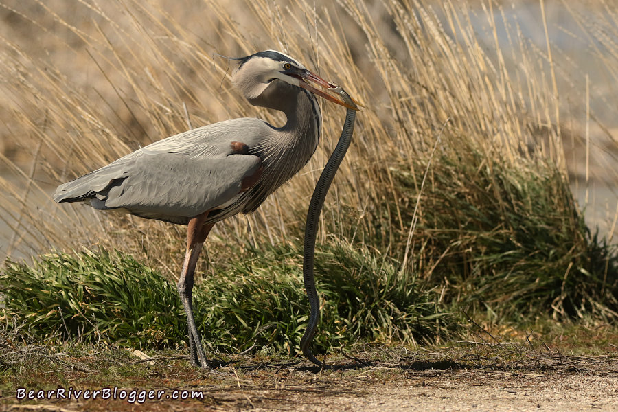 great blue heron eating a garter snake on the bear river migratory bird refuge auto tour route
