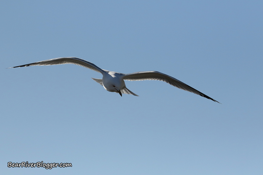 ring-billed gull in the air against a blue sky
