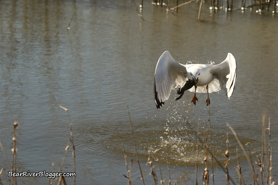 ring-billed gull with a large frog in its beak on the bear river migratory bird refuge