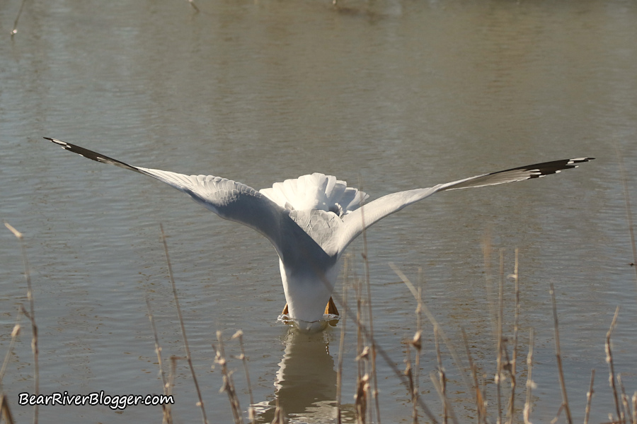 ring-billed gull diving into the water on the bear river migratory bird refuge