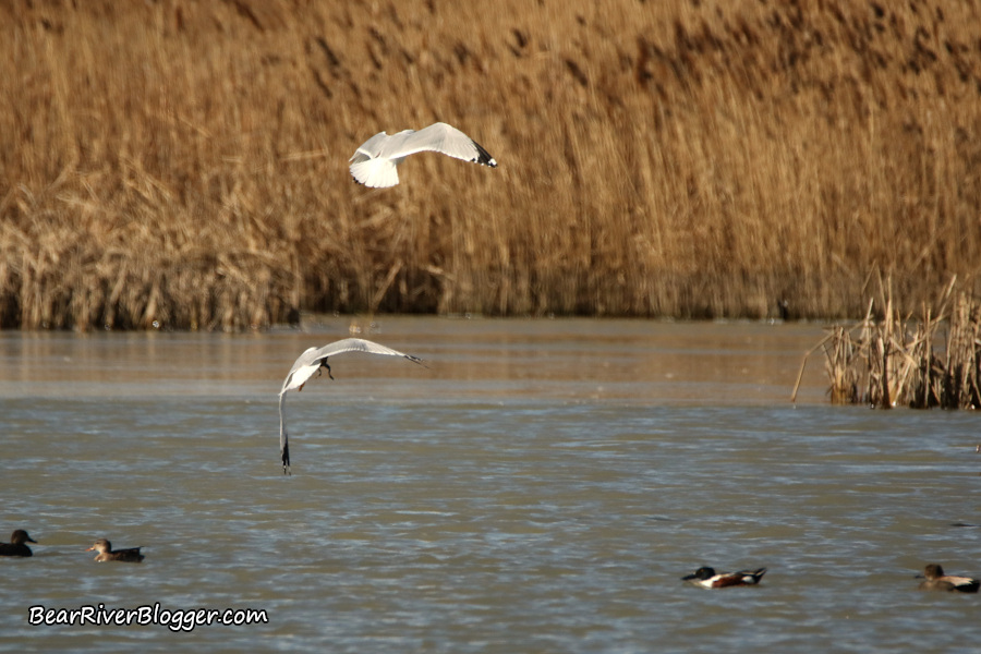 one ring-billed gull chasing another in hopes of getting it to drop a large frog