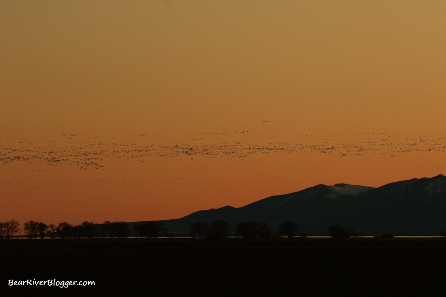 large flock of snow geese flying just at sunset