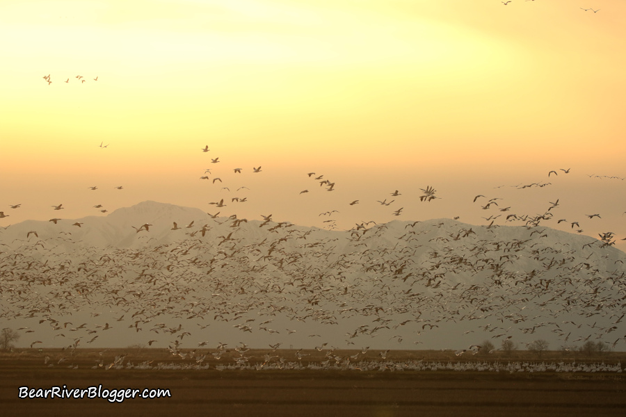 a very large flock of snow geese landing in a winter wheat field with a sunset in the background