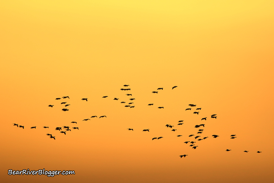 a flock of snow geese flying in front of a  golden sunset