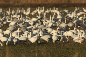 flock of snow geese feeding in a winter wheat field