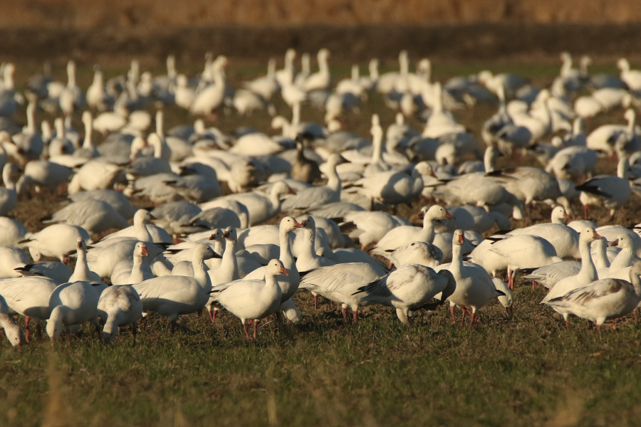 flock of snow geese feeding in a winter wheat field