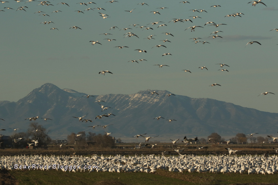 numerous snow geese landing in a winter wheat field
