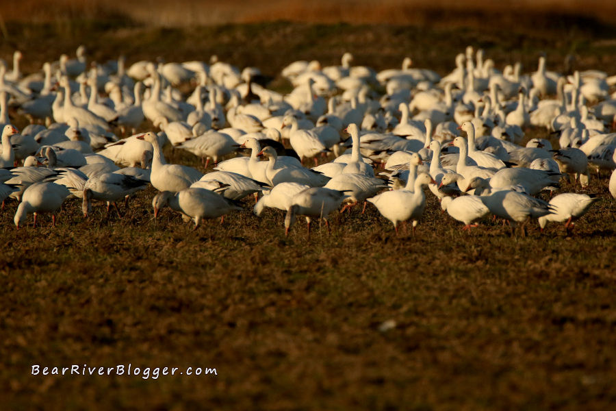 snow geese feeding in a winter wheat field