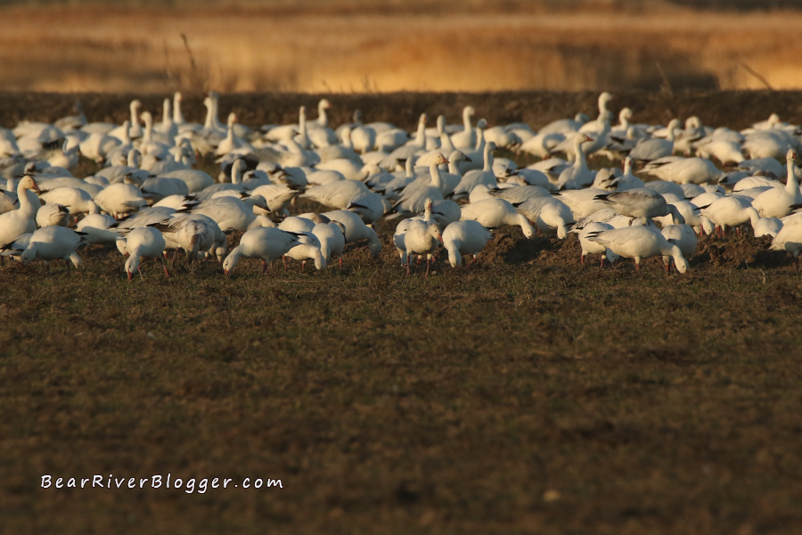 snow geese feeding in a winter wheat field