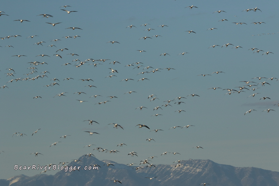 flock of snow geese in the sky