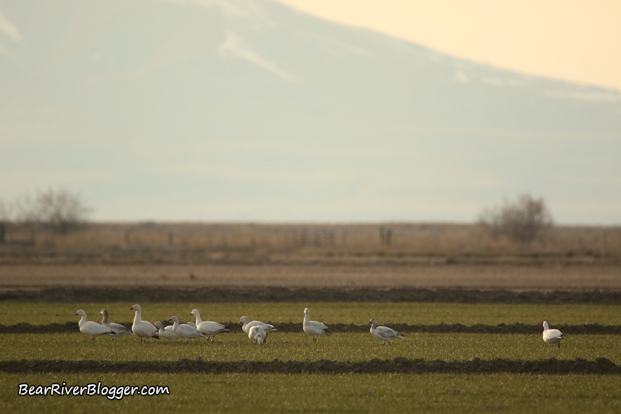 a small flock of snow geese feeding in a winter wheat field in Corinne,  Utah