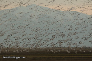 many snow geese landing in a winter wheat field