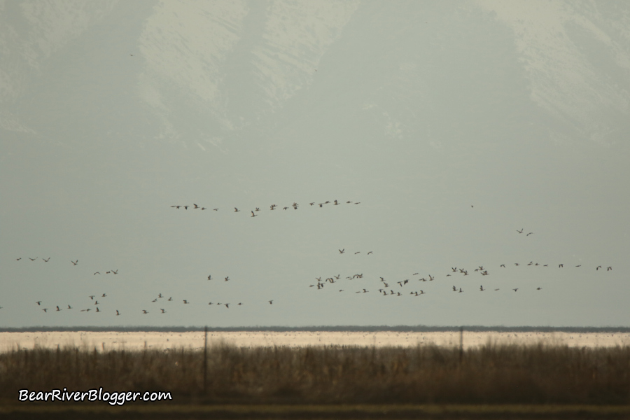 snow geese taking off from the Bear River Club wetlands in Corinne, Utah