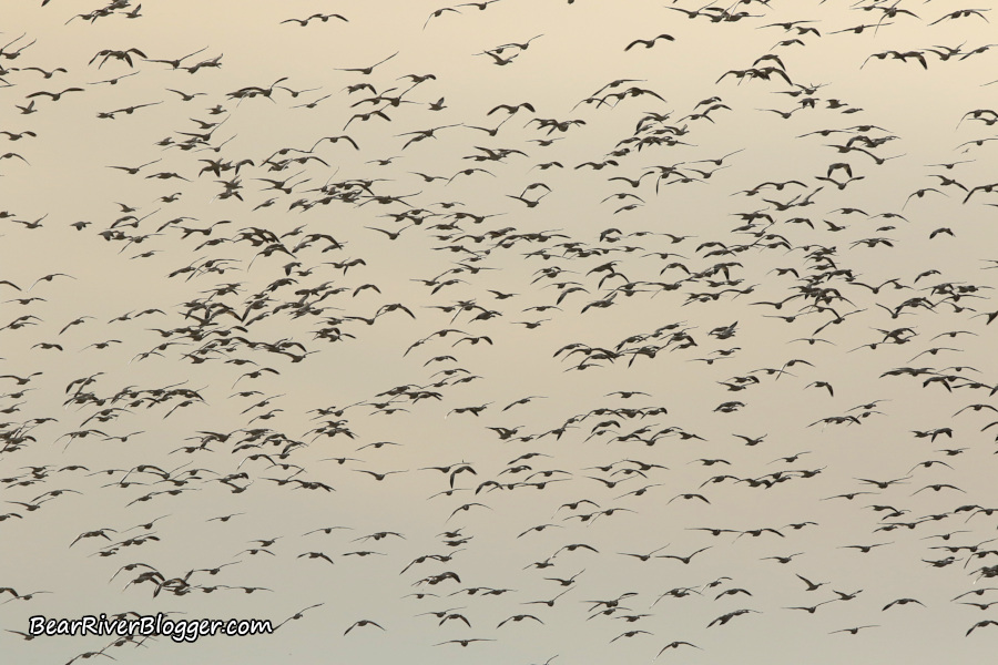 a large and dense flock of snow geese in the sky
