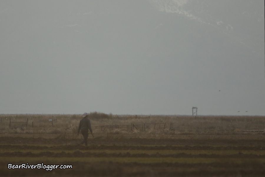 famer chasing snow geese out of a winter wheat field