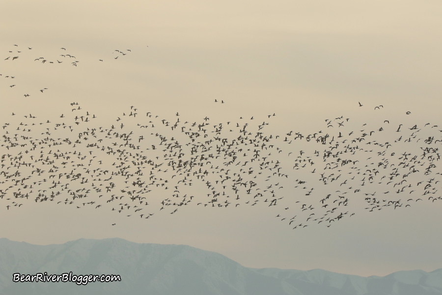a large flock of snow geese flying in corinne utah
