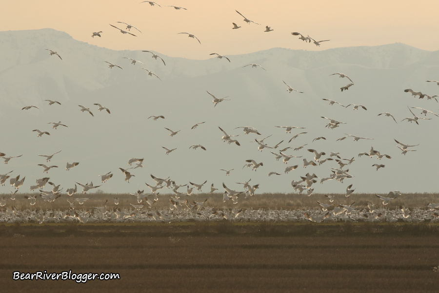 a large flock of snow geese landing in a winter wheat field in Corinne, Utah.