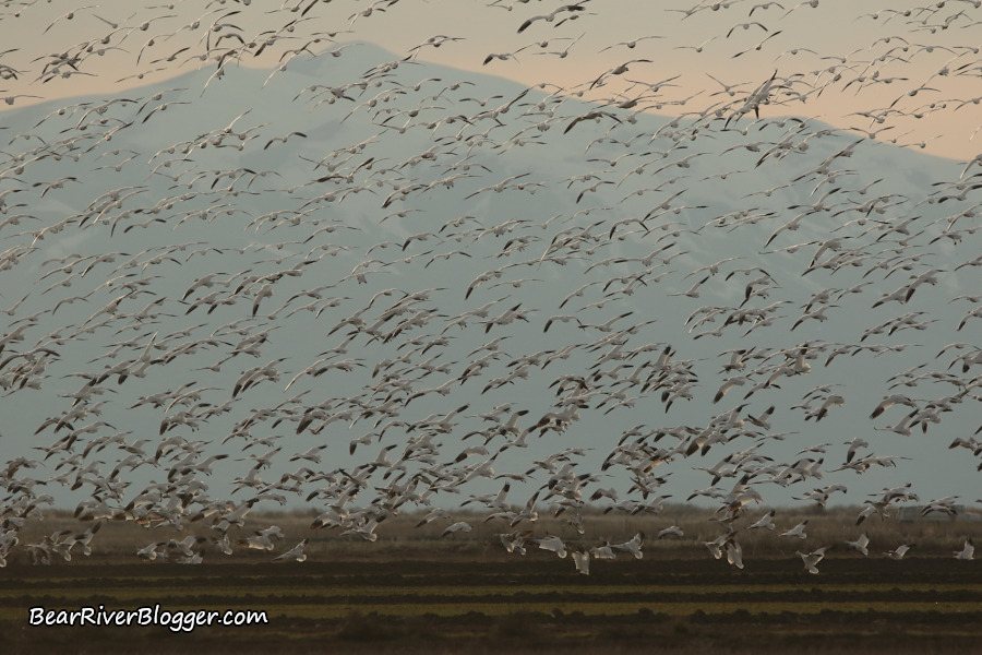 many snow geese landing in a winter wheat field