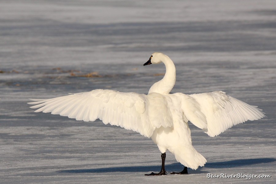 Tundra swan standing on the ice spreading its wings