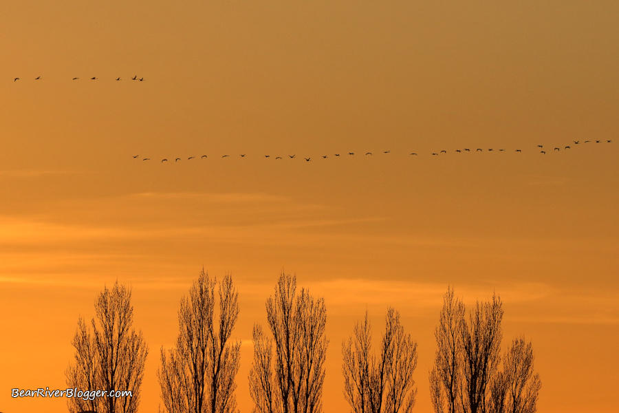 tundra swans migrating against a sunset skyline