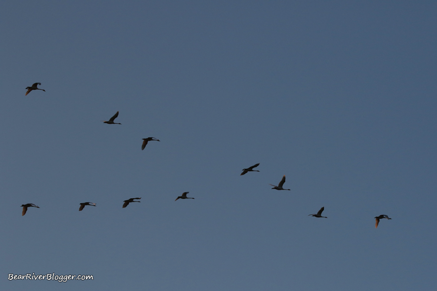 flock of tundra swans in the v-shape formation