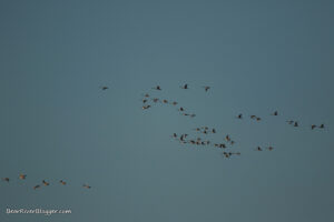migrating tundra swans against a blue sky