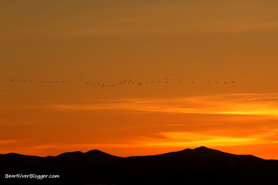 tundra swans flying with a brilliant sunset as a backdrop