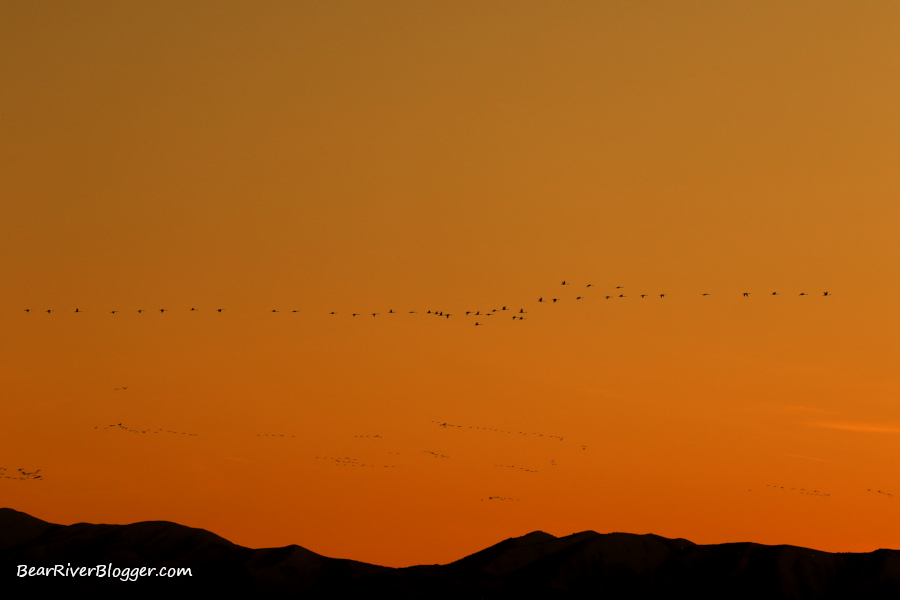 tundra swans migrating just as the sun was setting