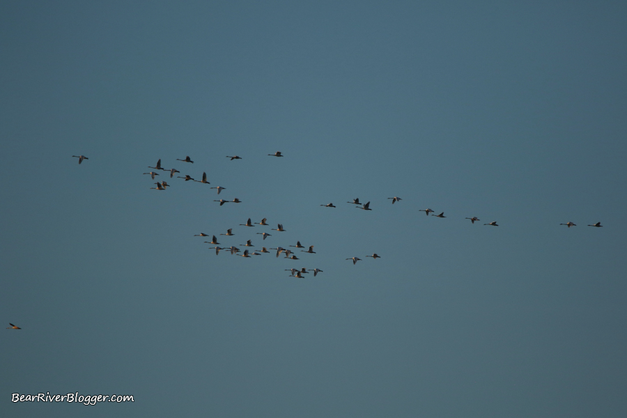 flock of tundra swan flying against a blue sky