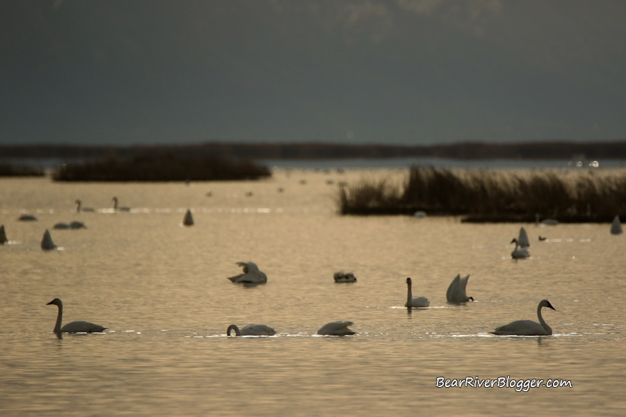 flock of tundra swans on the bear river migratory bird refuge
