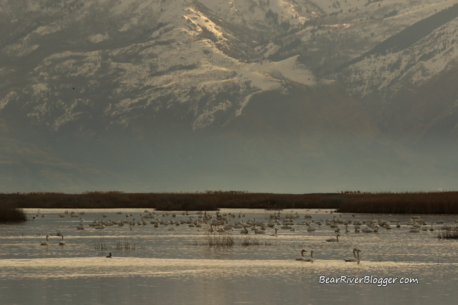 A flock of tundra swans feeding in a wetland on the bear river migratory bird refuge