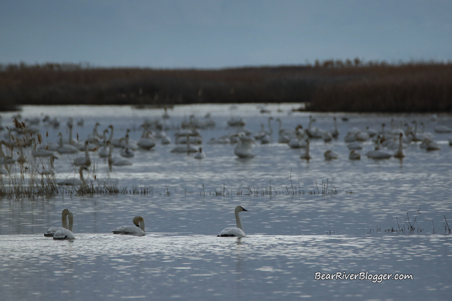 Tundra swans migrating through the Bear River Migratory Bird Refuge in March