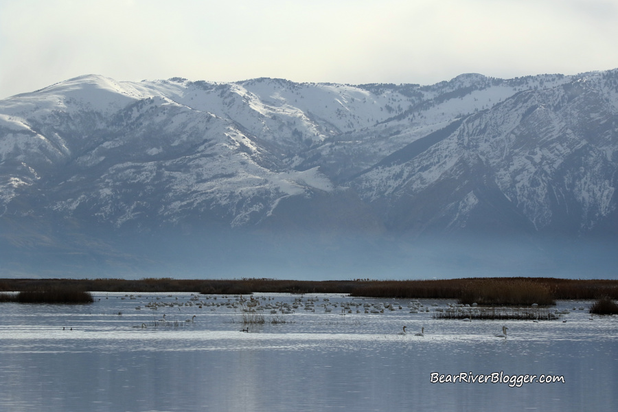 flock of tundra swans on the water and feeding on the bear river migratory bird refuge
