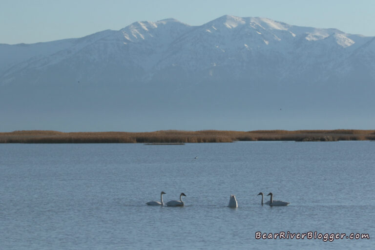 It’s Both Bitter And Sweet But The Tundra Swan Migration Must Roll On ...