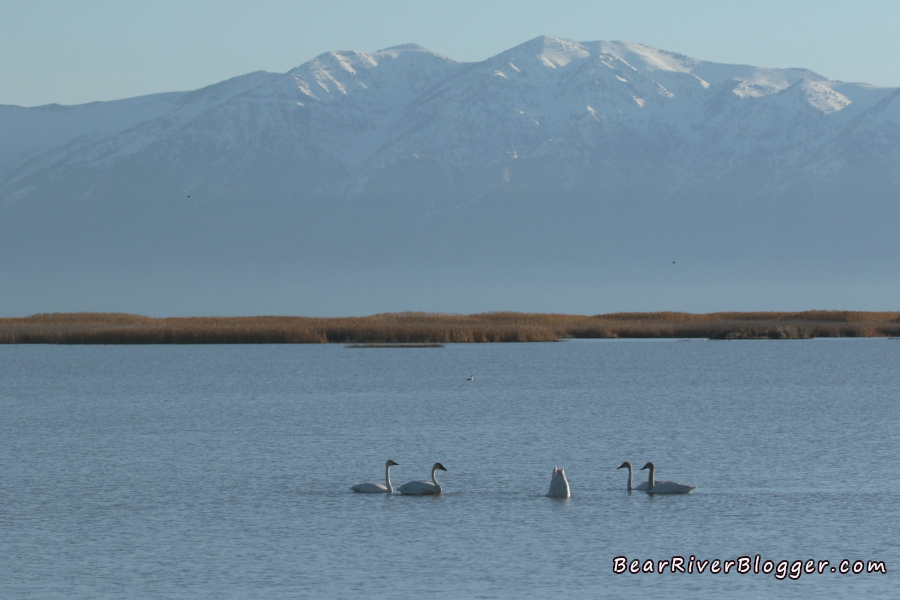 5 tundra swans on the bear river migratory bird refuge auto tour route