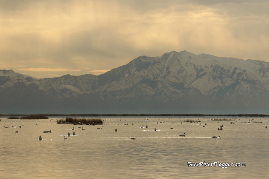 numerous tundra swans on the water on the bear river migratory bird refuge wetlands