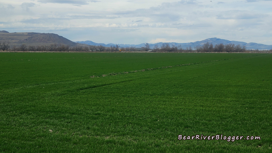 green and lush winter wheat field