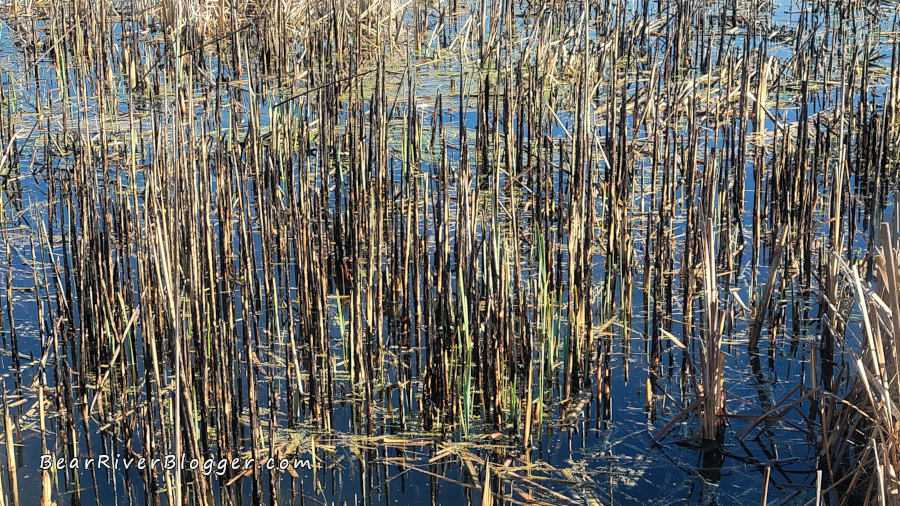 new wetland vegetation growing after the bear river migratory bird refuge prescribed fire