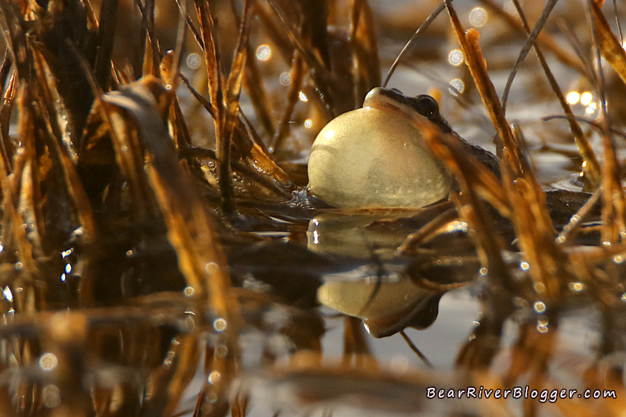 chorus frog poking out of the water calling