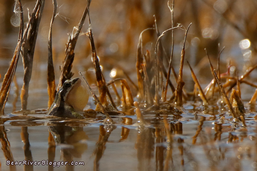 small male chorus frog calling