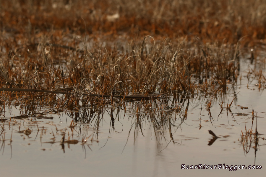 a small, shallow wetland where chorus frogs sing.