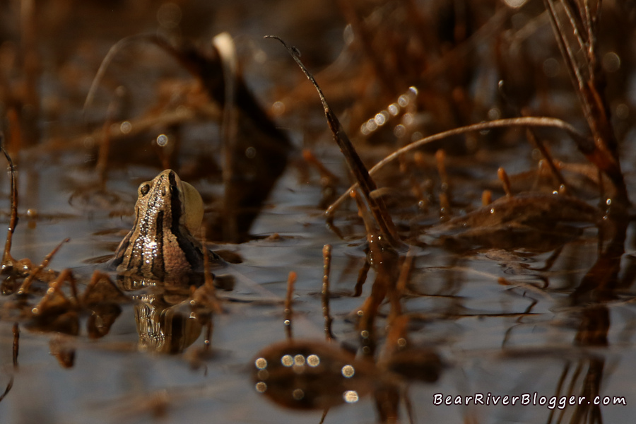 chorus frog singing in a shallow pond trying to attract a female to breed with