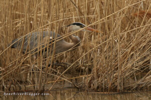great blue heron standing behind some phragmites