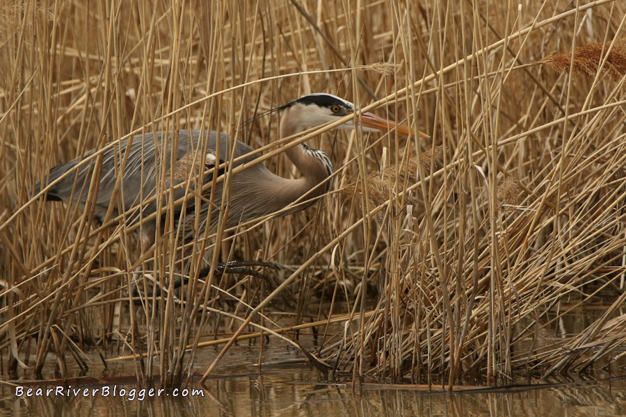 The Frustrations Of Photographing Great Blue Herons.